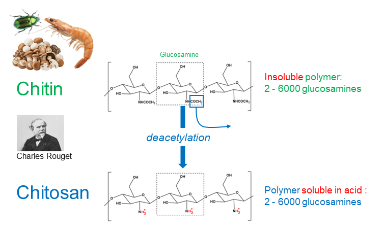 About chitosan chitosan history